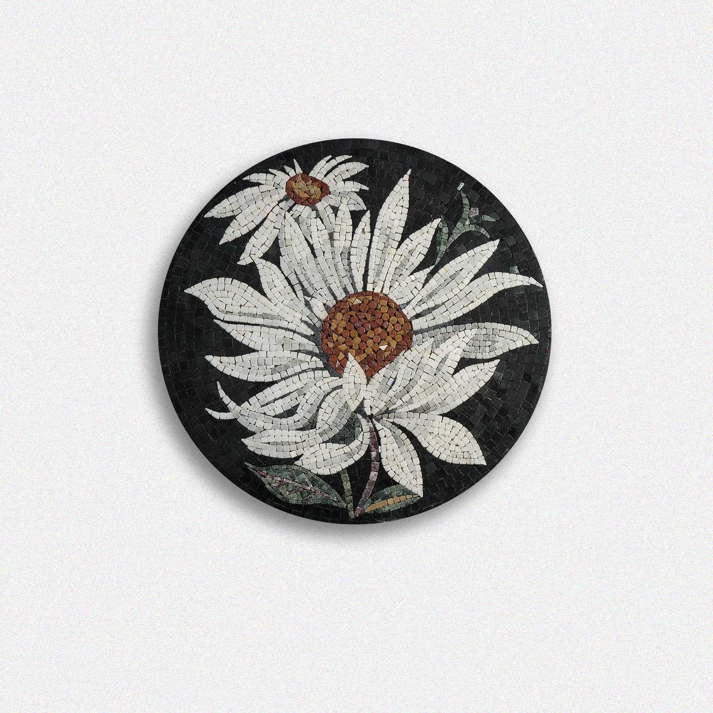 White Daisy
